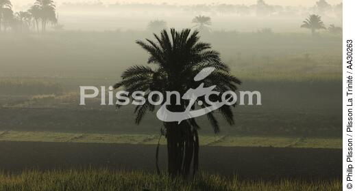 Landscape of the left bank of Luxor [AT] - © Philip Plisson / Plisson La Trinité / AA30263 - Photo Galleries - Tree