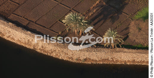 Cultures sur les bords du Nil - © Philip Plisson / Plisson La Trinité / AA30331 - Photo Galleries - Egypt