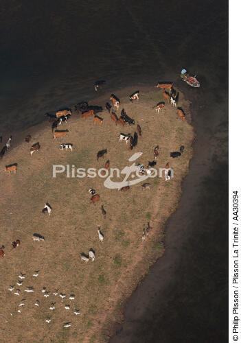 Herd on the banks of the Nile - © Philip Plisson / Plisson La Trinité / AA30394 - Photo Galleries - Egypt from above