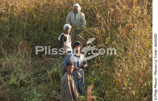 Cultures sur les bords du Nil - © Philip Plisson / Plisson La Trinité / AA30402 - Nos reportages photos - Agriculteur