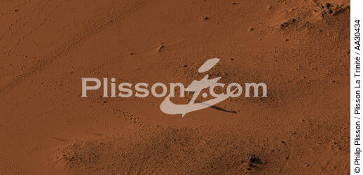 Dromadaire, Egypte. - © Philip Plisson / Plisson La Trinité / AA30434 - Nos reportages photos - Faune
