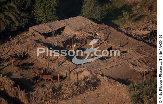 Herd of cows, Egypt - © Philip Plisson / Plisson La Trinité / AA30436 - Photo Galleries - Egypt from above