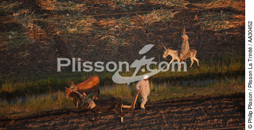 Culture in Egypt - © Philip Plisson / Plisson La Trinité / AA30452 - Photo Galleries - Cow