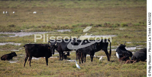 Bull in Camargue - © Philip Plisson / Plisson La Trinité / AA31022 - Photo Galleries - Saintes-Maries-de-la-Mer [Les]
