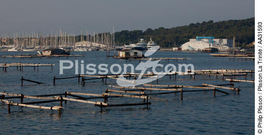 La Seyne sur mer - © Philip Plisson / Plisson La Trinité / AA31593 - Nos reportages photos - Aquaculture