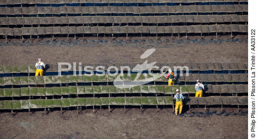 Golfe du Morbihan - © Philip Plisson / Plisson La Trinité / AA33122 - Photo Galleries - Oyster farming