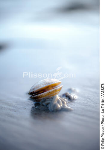 Low tide - © Philip Plisson / Plisson La Trinité / AA33276 - Photo Galleries - Mollusk