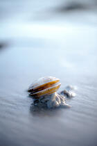 Low tide © Philip Plisson / Plisson La Trinité / AA33276 - Photo Galleries - Fauna
