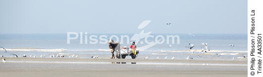 Pêche à la crevette sur une plage du Nord - © Philip Plisson / Plisson La Trinité / AA33501 - Nos reportages photos - Cheval