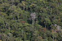 Entre Soanierana et Moroantsetra, Ma © Philip Plisson / Plisson La Trinité / AA33918 - Nos reportages photos - Forêt tropicale