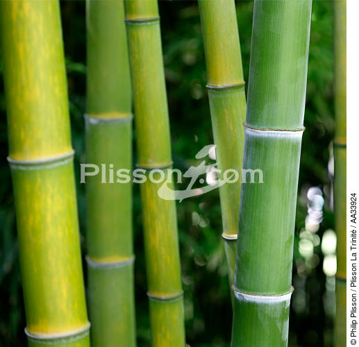 Bambou - © Philip Plisson / Plisson La Trinité / AA33924 - Photo Galleries - Fauna and Flora