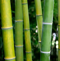 Bambou © Philip Plisson / Plisson La Trinité / AA33924 - Nos reportages photos - Flore