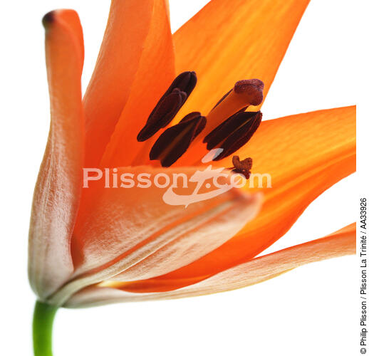 Lys orange - © Philip Plisson / Plisson La Trinité / AA33926 - Nos reportages photos - Flore