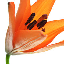 Orange lilies © Philip Plisson / Plisson La Trinité / AA33926 - Photo Galleries - Flower