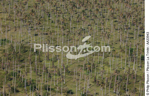 Entre Sambava et Vohémar,Madagascar. - © Philip Plisson / Plisson La Trinité / AA33943 - Nos reportages photos - Plantation