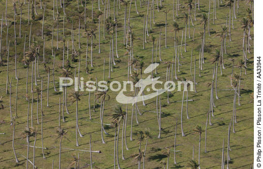 Entre From Sambava to Vohémar,Madagascar. - © Philip Plisson / Plisson La Trinité / AA33944 - Photo Galleries - Palm tree