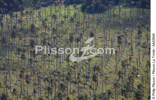 Entre Sambava et Vohémar,Madagascar. - © Philip Plisson / Plisson La Trinité / AA33945 - Nos reportages photos - Palmier