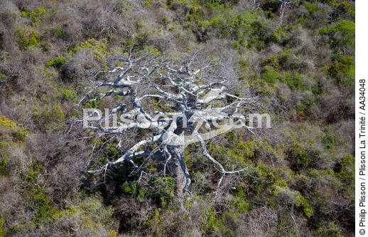 Le Cap d'Ambre, Madagascar - © Philip Plisson / Plisson La Trinité / AA34048 - Nos reportages photos - Baobab