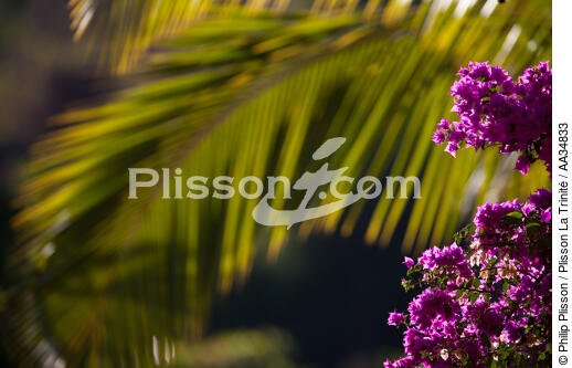 Marovasabe - © Philip Plisson / Plisson La Trinité / AA34833 - Photo Galleries - Vegetal