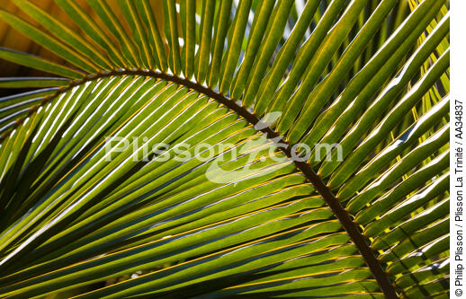 Marovasabe - © Philip Plisson / Plisson La Trinité / AA34837 - Photo Galleries - Vegetal