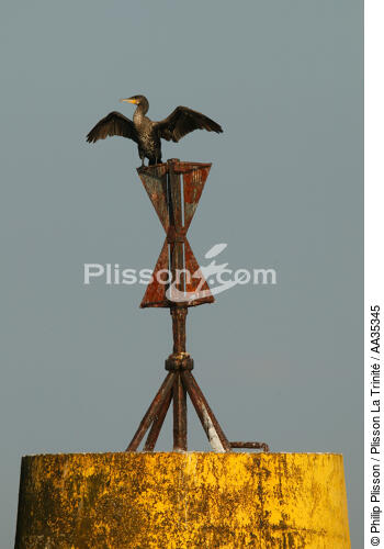 Cormoran en mode sèchage - © Philip Plisson / Plisson La Trinité / AA35345 - Nos reportages photos - Signalisation maritime