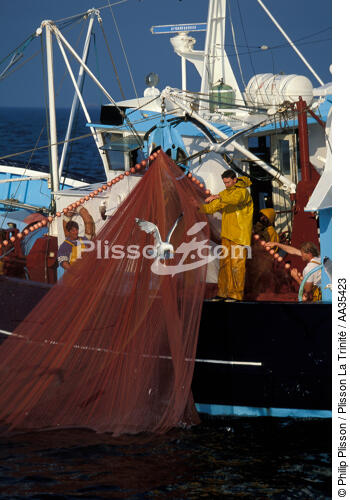 Pêche à la sardine - © Philip Plisson / Plisson La Trinité / AA35423 - Nos reportages photos - Vertical
