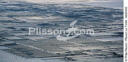 Oyster beds in from of Cancale - © Philip Plisson / Plisson La Trinité / AA35433 - Photo Galleries - Shellfish farming