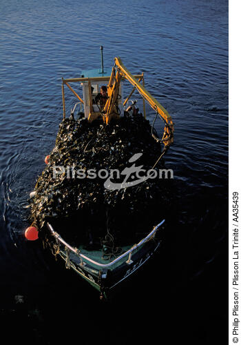 Goémonier - © Philip Plisson / Plisson La Trinité / AA35439 - Nos reportages photos - Pêche