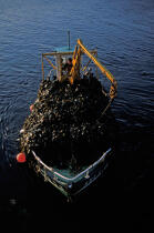 Goémonier © Philip Plisson / Plisson La Trinité / AA35439 - Photo Galleries - Boat used for gathering seaweed