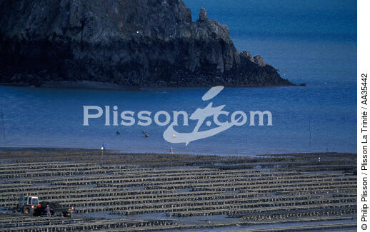 Oyster beds in the bay of Cancale - © Philip Plisson / Plisson La Trinité / AA35442 - Photo Galleries - Fishing
