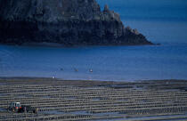 Oyster beds in the bay of Cancale © Philip Plisson / Plisson La Trinité / AA35442 - Photo Galleries - Oyster farming