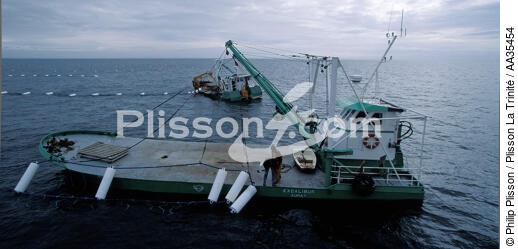Ponton myticole sur des parcs en mer. - © Philip Plisson / Plisson La Trinité / AA35454 - Nos reportages photos - Pêche