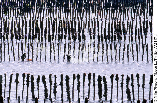Moules sur bouchots - © Philip Plisson / Plisson La Trinité / AA35471 - Nos reportages photos - Conchyliculture