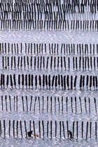 Mussels park © Philip Plisson / Plisson La Trinité / AA35472 - Photo Galleries - Shellfish farming