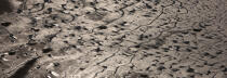 Mudflat in the Gulf of Morbihan © Philip Plisson / Plisson La Trinité / AA35513 - Photo Galleries - Plage de Donnant