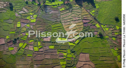 Madagascar - © Philip Plisson / Plisson La Trinité / AA35958 - Nos reportages photos - Agriculture