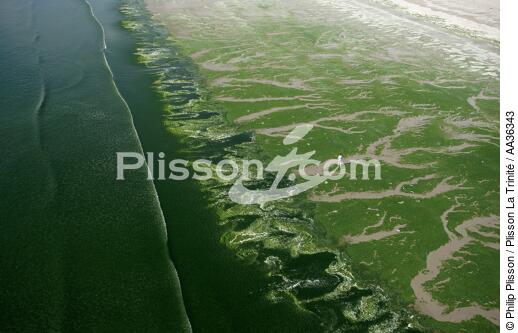 Green tide in the Bay of Douarnenez - © Philip Plisson / Plisson La Trinité / AA36343 - Photo Galleries - Douarnenez [The Bay of]