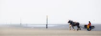 Pêche à la crevette à cheval sur une plage du Nord © Philip Plisson / Plisson La Trinité / AA36376 - Nos reportages photos - Nord-Pas-de-Calais