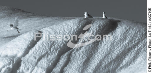Fin d'été sur la côte ouest du Groenland - © Philip Plisson / Plisson La Trinité / AA37105 - Nos reportages photos - Oiseau marin