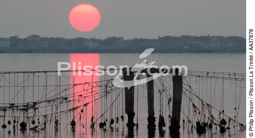 L'activité conchylicole dans la lagune de Venise - © Philip Plisson / Plisson La Trinité / AA37878 - Nos reportages photos - Site [It]