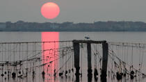 L'activité conchylicole dans la lagune de Venise © Philip Plisson / Plisson La Trinité / AA37878 - Nos reportages photos - Site [It]