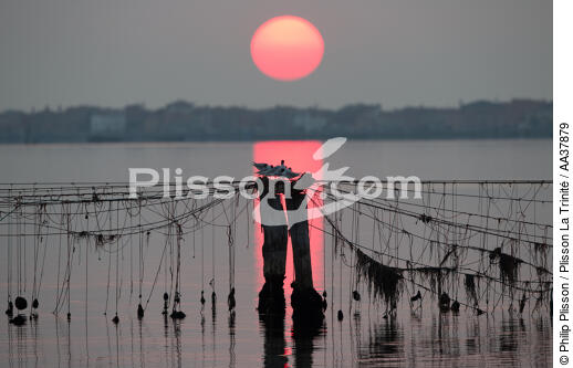 L'activité conchylicole dans la lagune de Venise - © Philip Plisson / Plisson La Trinité / AA37879 - Nos reportages photos - Site [It]