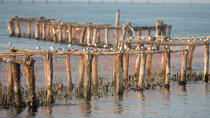 L'activité conchylicole dans la lagune de Venise © Philip Plisson / Plisson La Trinité / AA37880 - Nos reportages photos - Site [It]