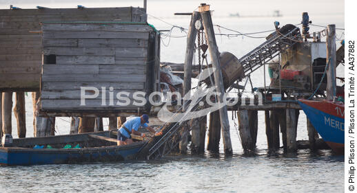 The shellfish activity in the Venice lagoon - © Philip Plisson / Plisson La Trinité / AA37882 - Photo Galleries - Shellfish farming