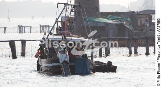 L'activité conchylicole dans la lagune de Venise - © Philip Plisson / Plisson La Trinité / AA37883 - Nos reportages photos - Site [It]