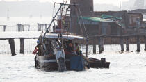 L'activité conchylicole dans la lagune de Venise © Philip Plisson / Plisson La Trinité / AA37883 - Nos reportages photos - Aquaculture