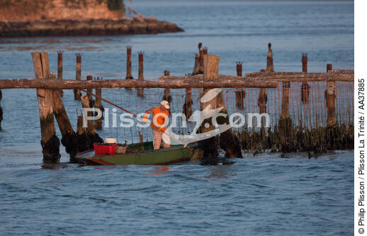 The shellfish activity in the Venice lagoon - © Philip Plisson / Plisson La Trinité / AA37885 - Photo Galleries - Aquaculture