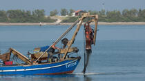 L'activité conchylicole dans la lagune de Venise © Philip Plisson / Plisson La Trinité / AA37886 - Nos reportages photos - Aquaculture