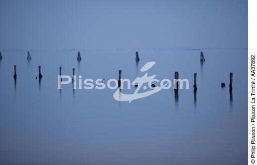 The shellfish activity in the Venice lagoon - © Philip Plisson / Plisson La Trinité / AA37892 - Photo Galleries - Canaval of Venice