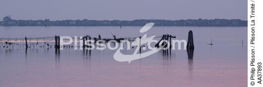 L'activité conchylicole dans la lagune de Venise - © Philip Plisson / Plisson La Trinité / AA37893 - Nos reportages photos - Italie